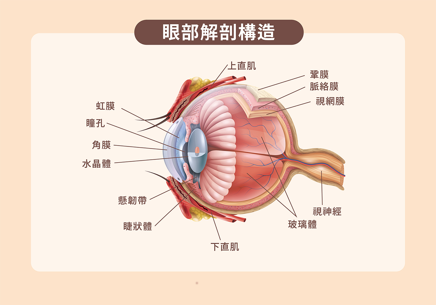 雙眼皮手術原理示意圖 - 顯示眼瞼結構與手術重點